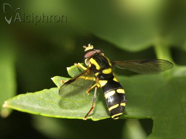 Xanthogramma dives
