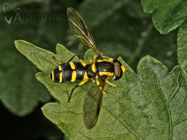 Xanthogramma dives