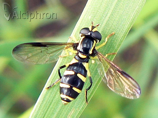 Xanthogramma dives