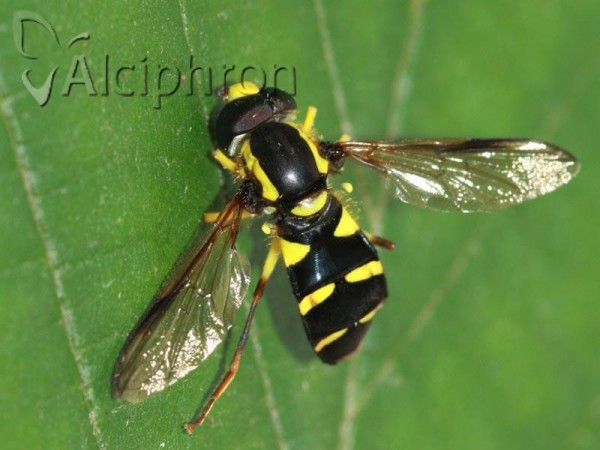 Xanthogramma dives