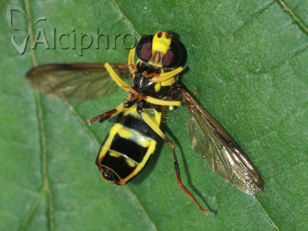 Xanthogramma dives