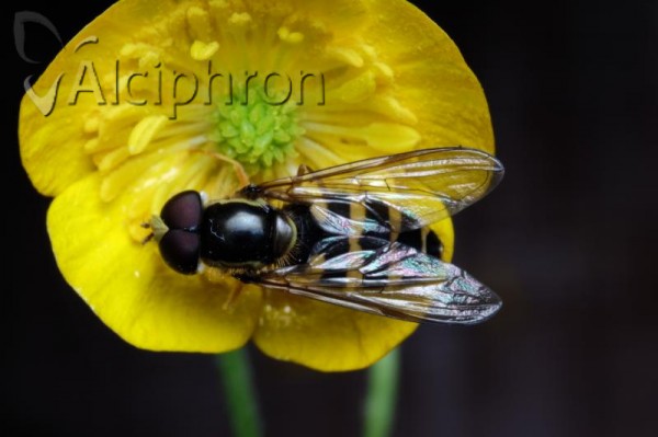 Xanthogramma laetum