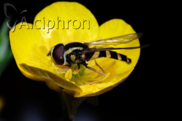 Xanthogramma laetum