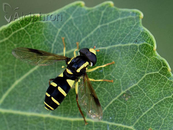Xanthogramma pedissequum
