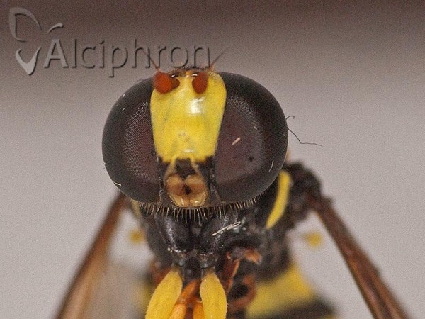Xanthogramma pedissequum
