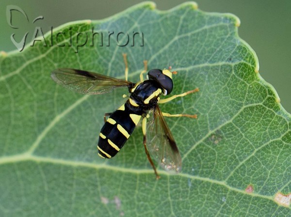 Xanthogramma pedissequum