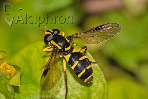 Xanthogramma pedissequum