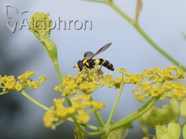 Xanthogramma pedissequum