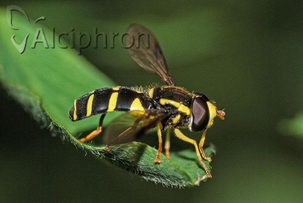 Xanthogramma pedissequum