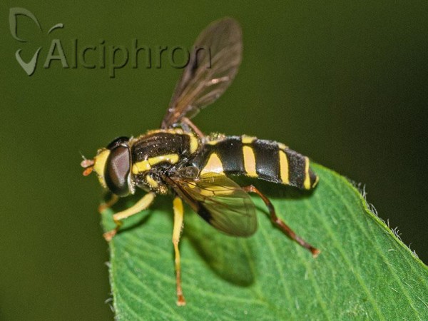 Xanthogramma pedissequum