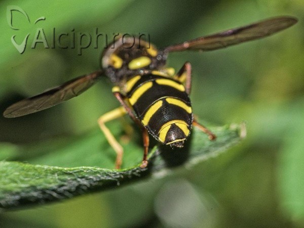 Xanthogramma pedissequum