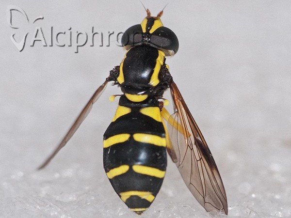 Xanthogramma pedissequum