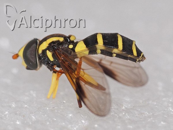 Xanthogramma pedissequum