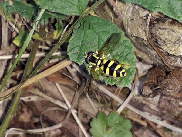 Xanthogramma stackelbergi