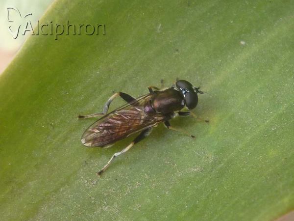 Xylota segnis