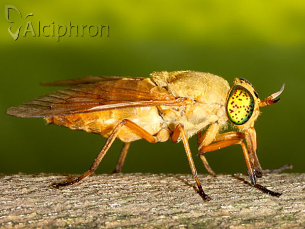 Silvius alpinus