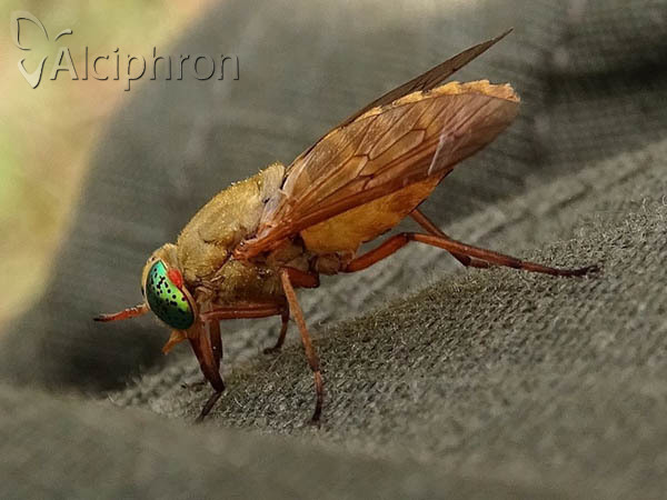 Silvius alpinus