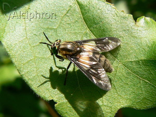 Chrysops caecutiens