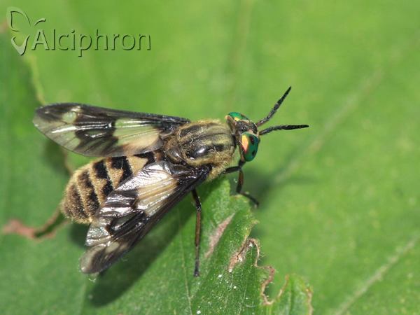 Chrysops italicus