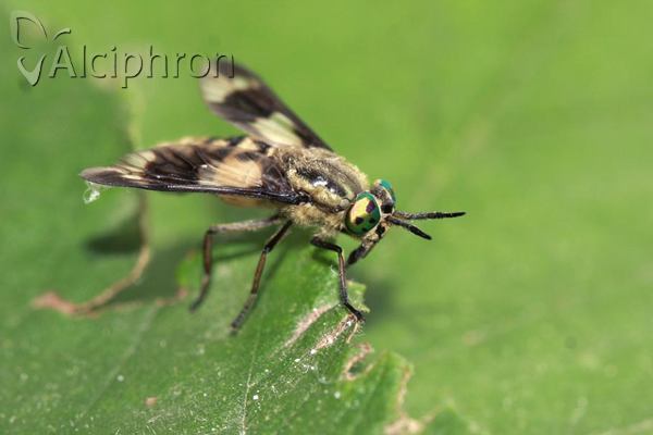 Chrysops italicus
