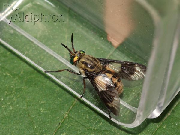 Chrysops italicus