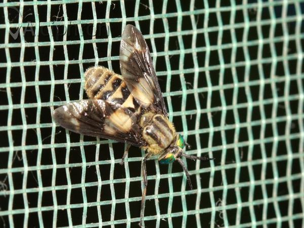 Chrysops italicus