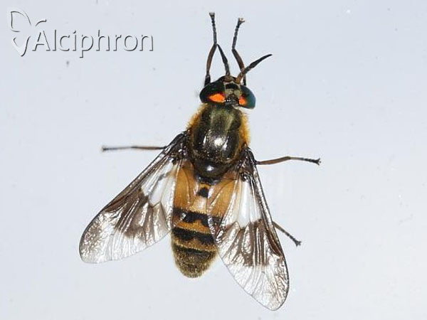 Chrysops viduatus