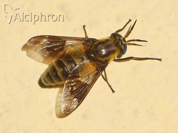 Chrysops viduatus