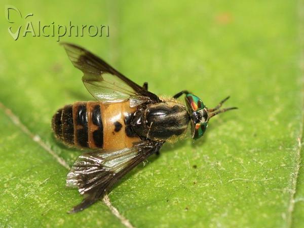 Chrysops viduatus