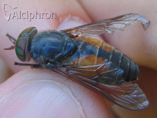 Hybomitra distinguenda