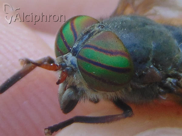 Hybomitra distinguenda