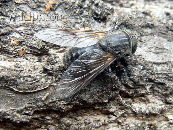 Hybomitra pilosa