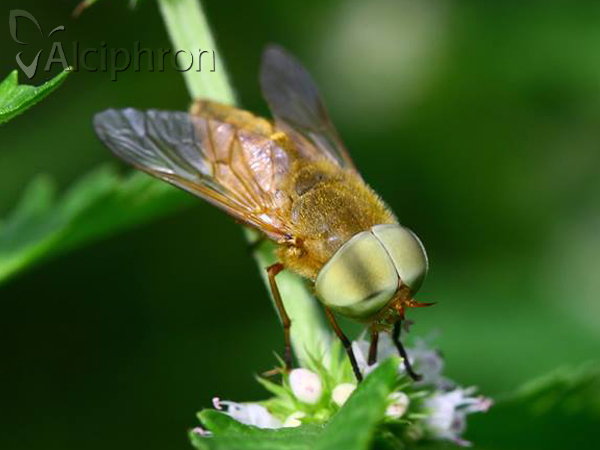 Atylotus fulvus