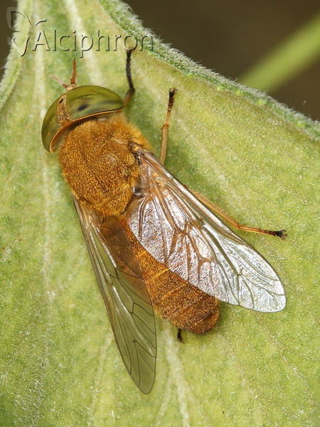Atylotus loewianus