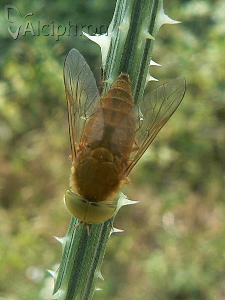 Atylotus loewianus