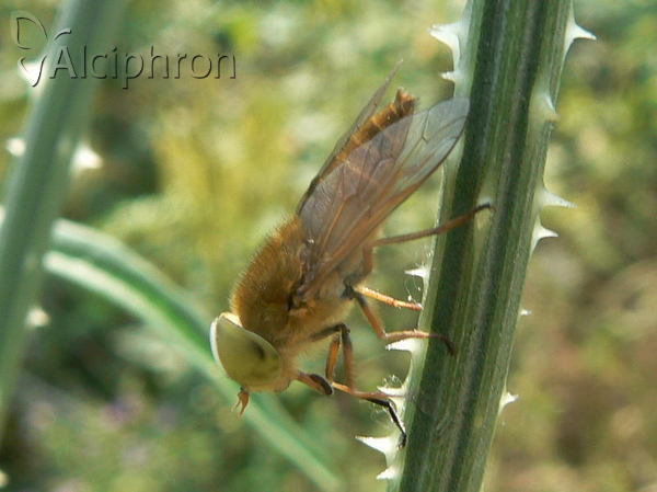 Atylotus loewianus
