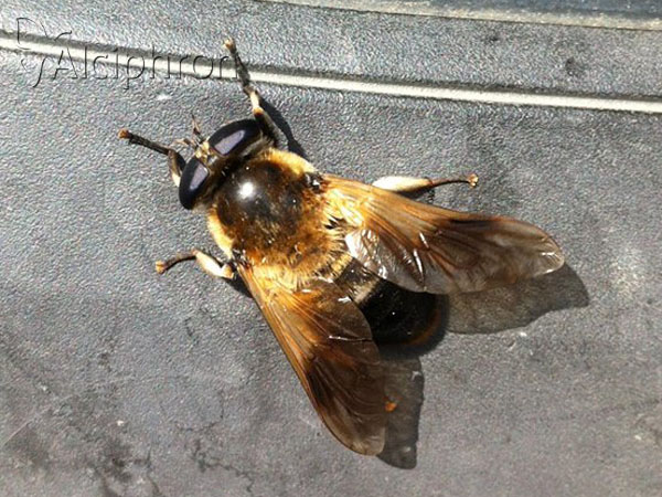 Therioplectes gigas