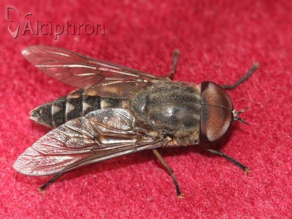Tabanus autumnalis