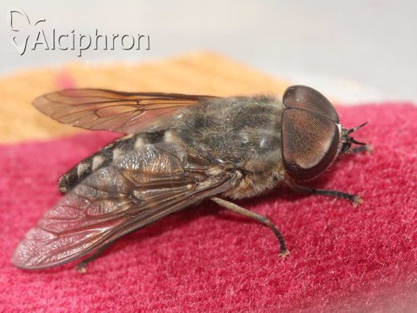 Tabanus autumnalis