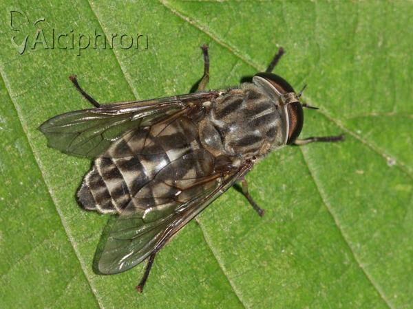 Tabanus autumnalis