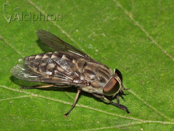 Tabanus autumnalis