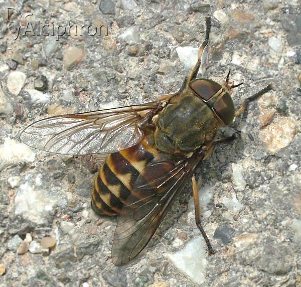 Tabanus bovinus