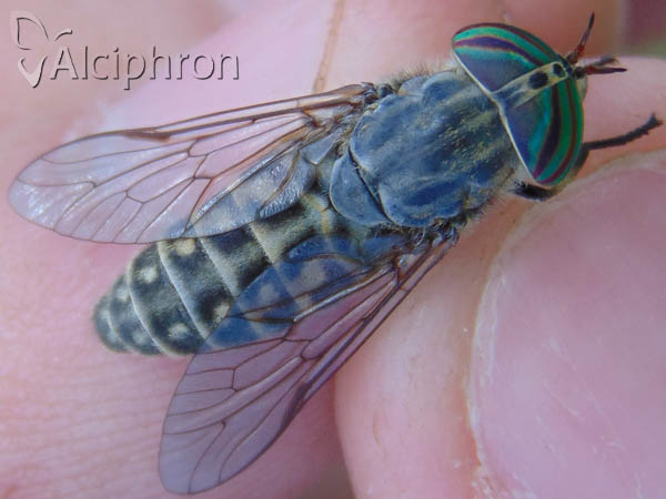Tabanus glaucopis