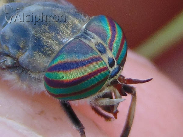 Tabanus glaucopis