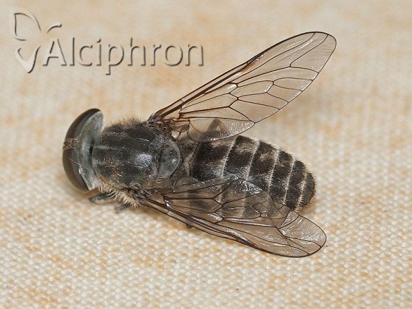 Tabanus maculicornis