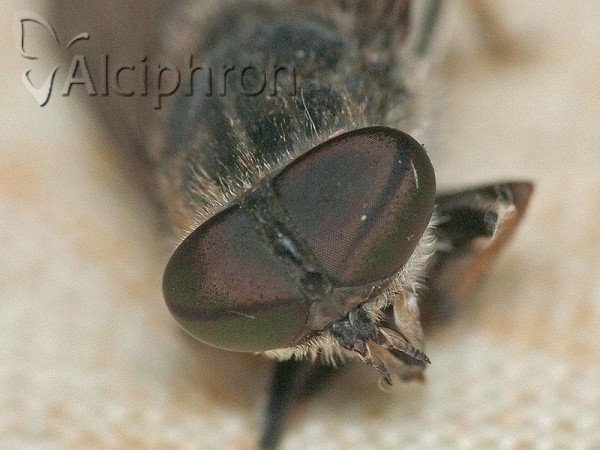 Tabanus maculicornis