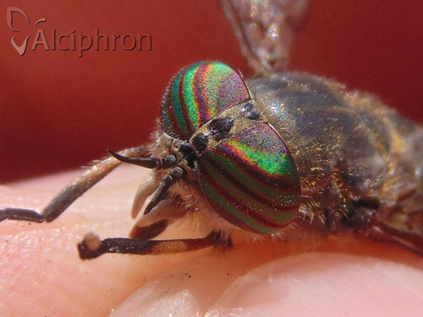 Tabanus quatuornotatus