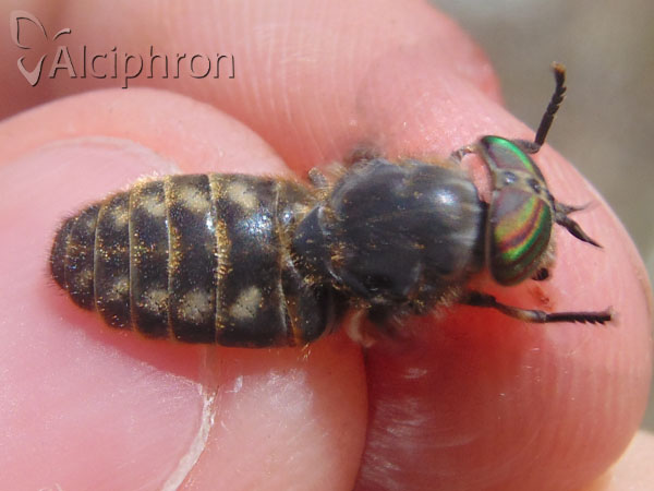 Tabanus quatuornotatus