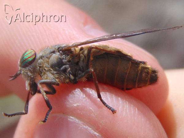 Tabanus quatuornotatus