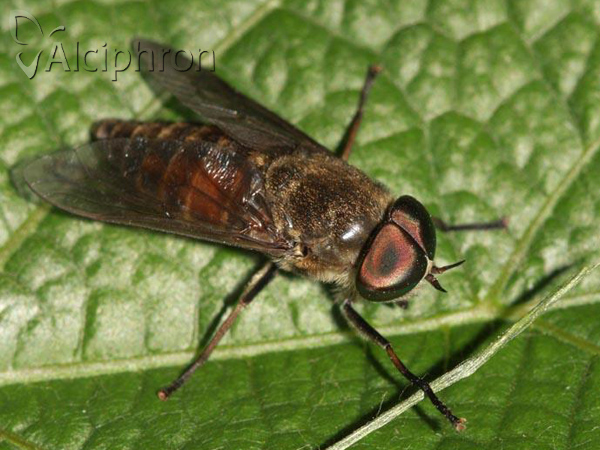 Tabanus tergestinus